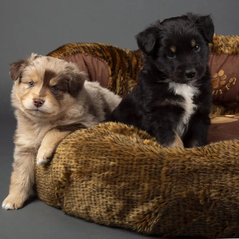 Cub Bear Dog Bed - Brown Bear