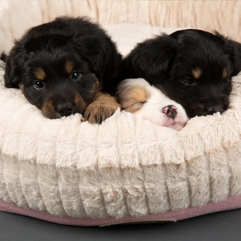 Ellen Donut Bed in Pink (available in 2 sizes)